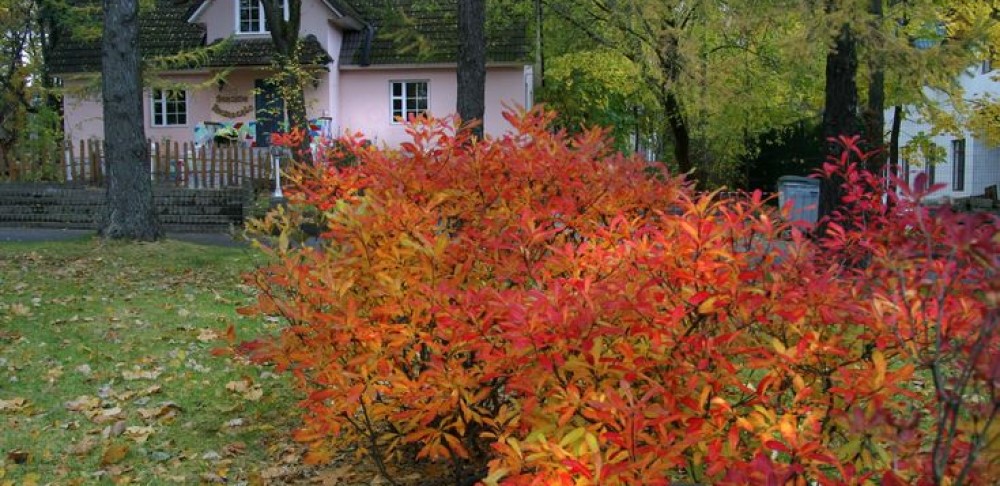 Азалія (Rhododendron)