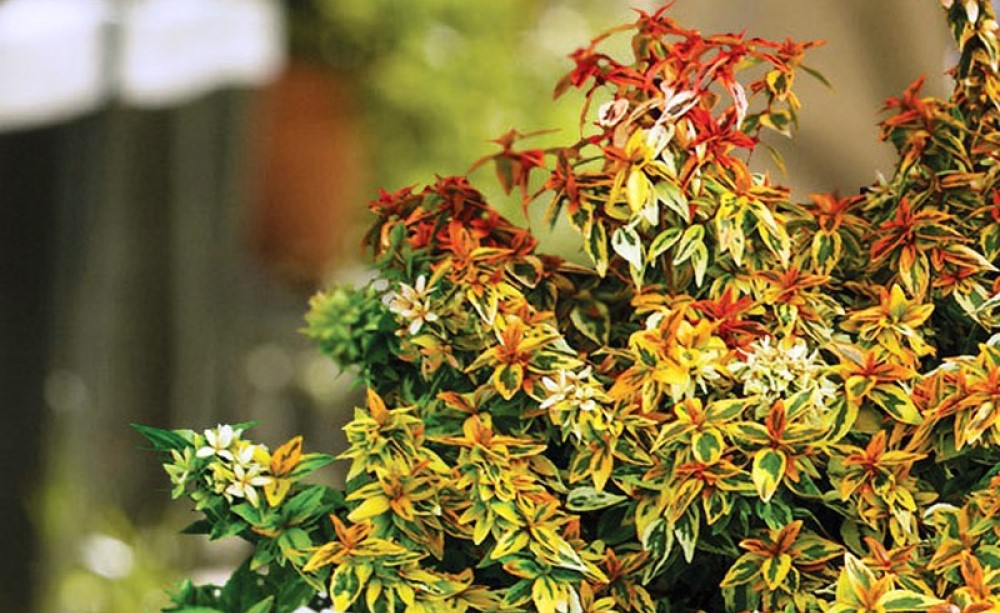 Абелія крупноцвітна (Abelia grandiflora)