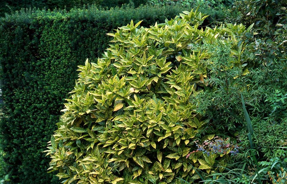 Аукуба японська (Aucuba japonica) або Золотий пил