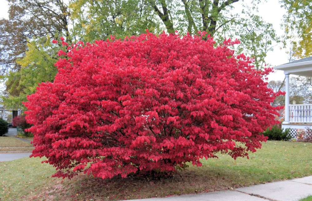 Бруслина крилата (Euonymus alatus) чи Палаючий кущ