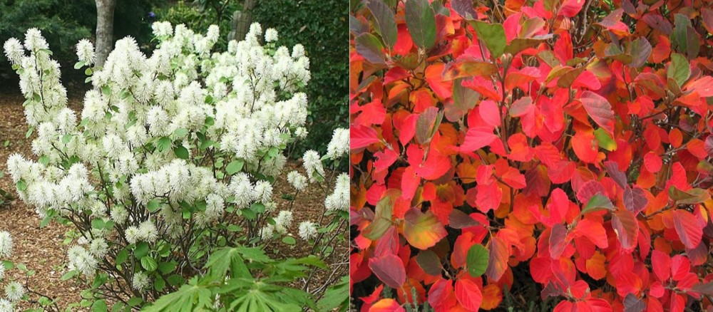 Карликова Фотерґілла (Fothergilla gardenii)