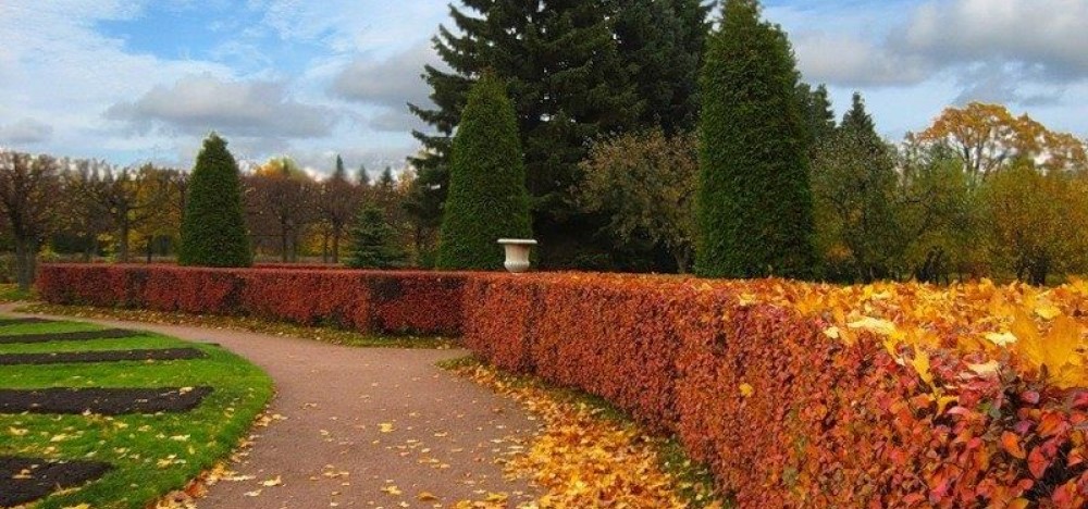 Кизильник блискучий (Cotoneaster lucidus)