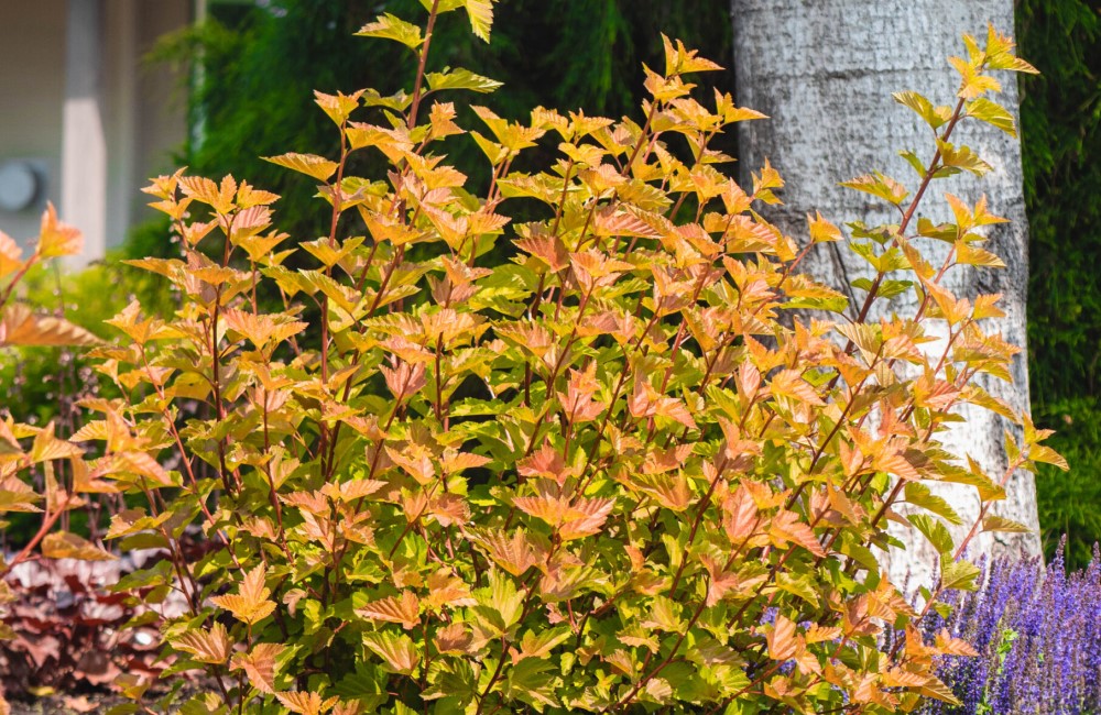 Пухироплідник калинолистий (Physocarpus opulifolius)