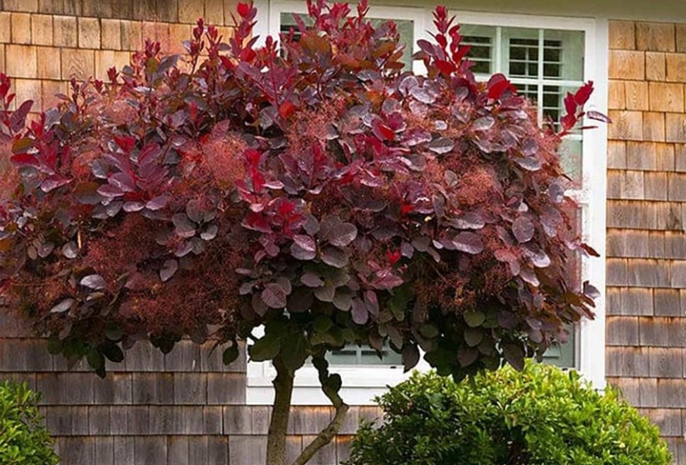 Скумпія звичайна (Cotinus coggygria) або Димчастий кущ