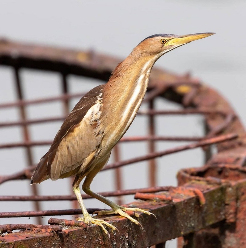 Ixobrychus minutus