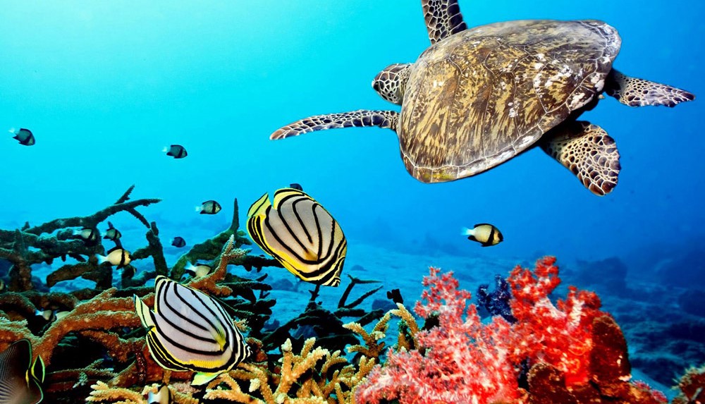 Як звучать коралові рифи